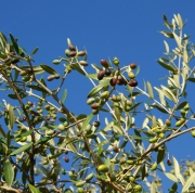 olive leaf tea